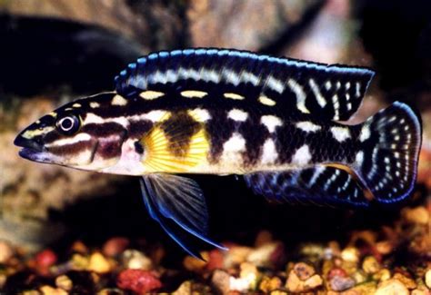 Julidochromis Marlieri Cichlidé Damier