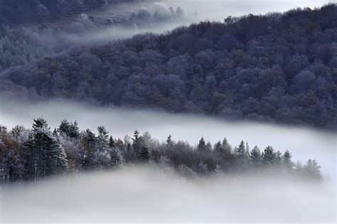 Autumn Beautiful Fog Forest Grey Image 401899 On