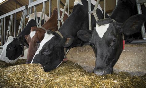 14 Things Cows Like To Eat Most Diet Care And Feeding Tips