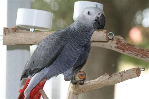 African Grey Parrots Myths And Facts
