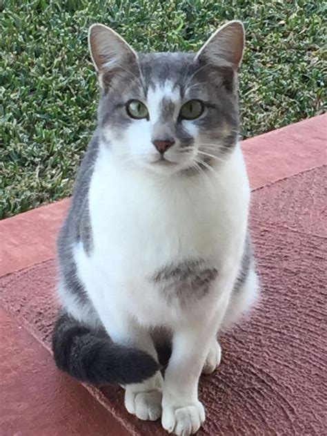 Gray And White American Shorthair Cat Natural Curly Hairstyles