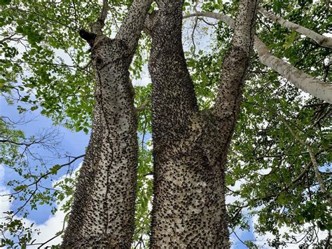 Swapping Invasive Lemongrass For Fruit Trees In Antiguas Rainforest