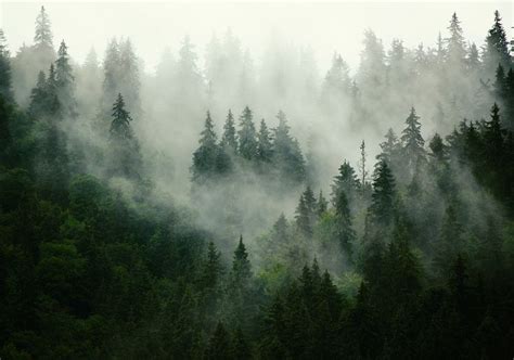 Foggy Forest Wallpaper Landscape Mural Fog Over Woods Interior
