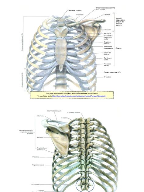 Anatomia Do Torax Pdf Thorax Human Anatomy Respiratory System