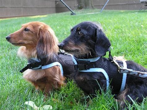 43 Dog Harness For A Dachshund Image Bleumoonproductions