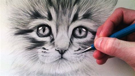Realistic Easy Cat Pencil Drawing Draggolia