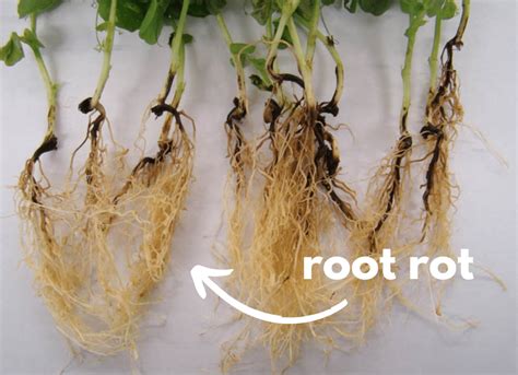 What Is Root Rot And How To Defeat It