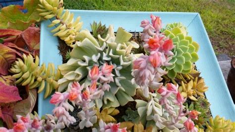 A Living Succulent Frame Topsy Turvy In Bloom Succulent Frame