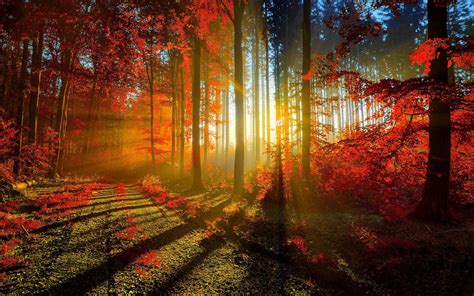 Sun Ray Through Forest Nature Hd Wallpaper Wallpaper Flare