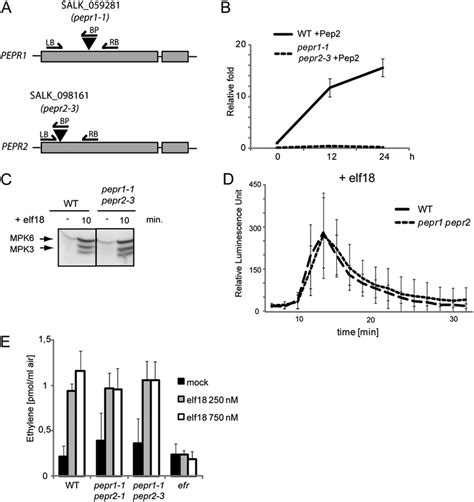 Fig S4 Pep2 And Elf18 Induced Outputs In Pepr1 Pepr2 Plants A