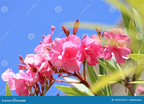 Rosa Oleander Einige Blumen Im Himmel Stockfoto Bild Von Farben