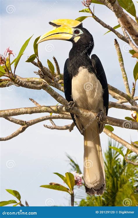 Great Hornbill Bird Stock Photo Image Of Forest Malaysia 20129120