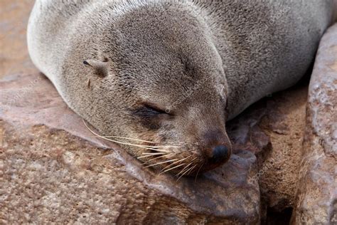 Portrait Of Brown Fur Seal Sea Lions In Namibia — Stock Photo
