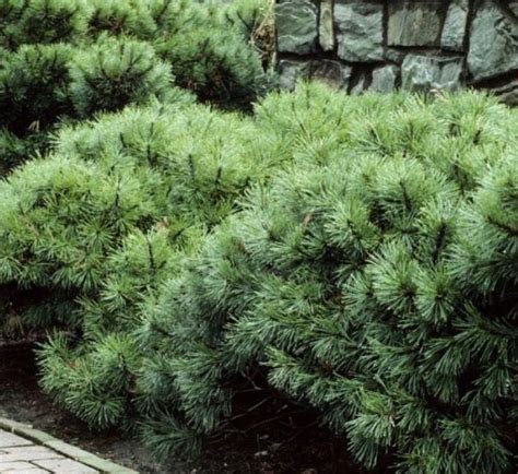 Mugo Pine Pinus Mugo Include The Steady Color Of An Evergreen In Your