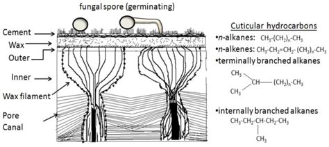 Initial Aspects Of The Fungal Insect Interaction The Insect Cuticle