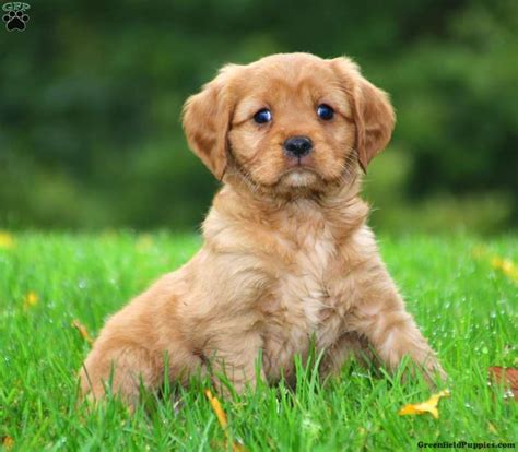 Suzy Miniature Golden Retriever Puppy For Sale In Pennsylvania