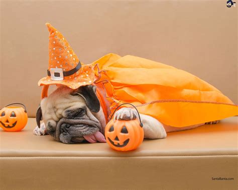 Halloween Dog Wallpapers Wallpaper Cave