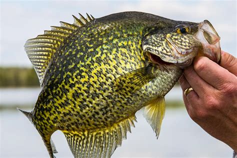 The ‘slab Crappies Of Summer Midwest Outdoors