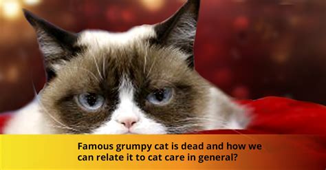 Gone But Not Forgotten The Aftermath Of Grumpy Cats