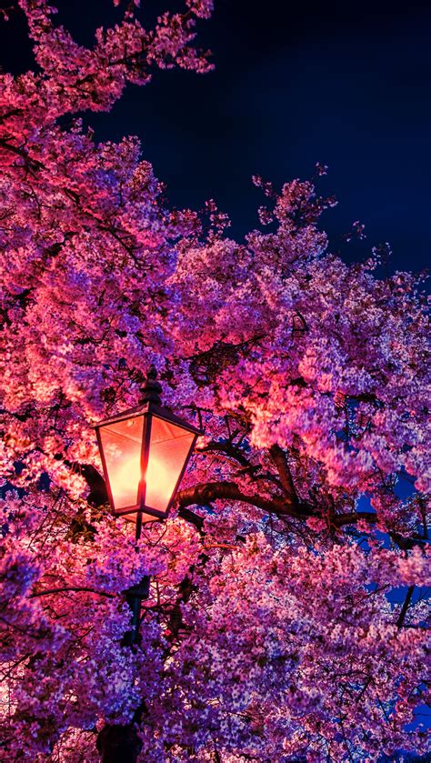 Cherry Blossom At Night Light Wallpaper 8k Ultra Hd Id4632