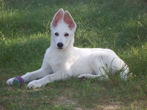 Beautiful german shepherd puppies,mum and dad can be seen,long and medium haired,white boy left wormed every two weeks with drontal and will be microchipped. American White Shepherd - Puppies, Rescue, Pictures ...