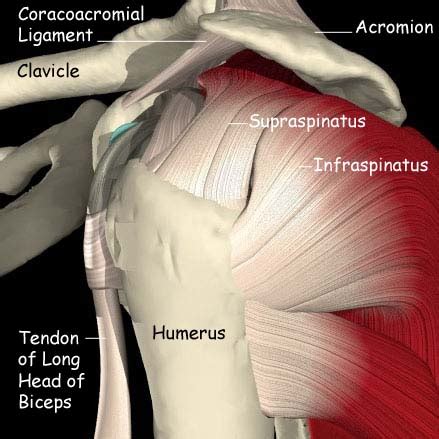 The tendons of the rotator cuff are the next layer in the shoulder the human shoulder is made up of three bones: Biceps rupture (long head) | The London Shoulder Partnership