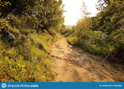 Beautiful Sunny Path In The Forest To The River Warm Sunset In May