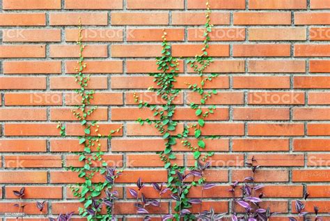 Brick Wall With Creeper Plant Stock Photo Download Image Now