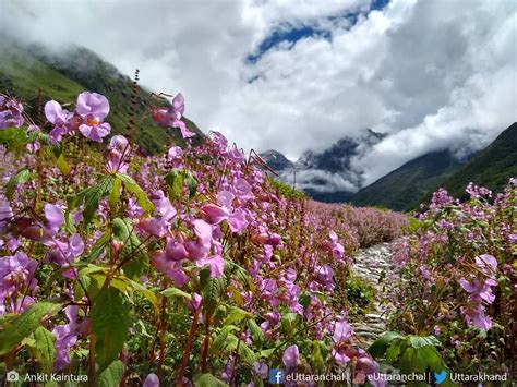 Valley Of Flowers Trek 2023 Valley Of Flowers Trekking Guide Route Tips