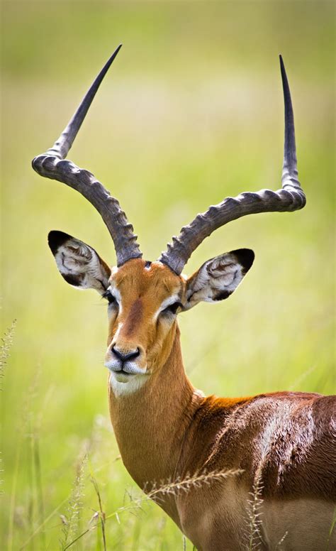 Impala African Antelope South African Animals African Animals