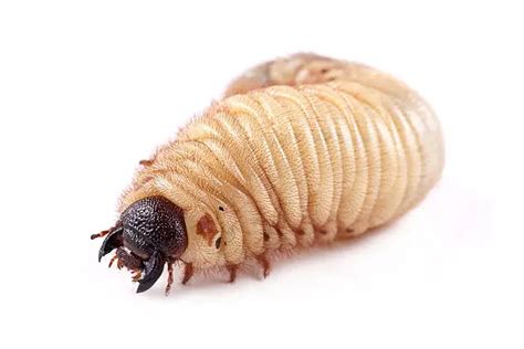 What Do Grubs Turn Into Beetle Bed Bugs Sprays