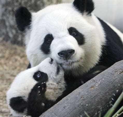 Pin By Sophie On Pandas Animals Kissing Panda Animal Pictures