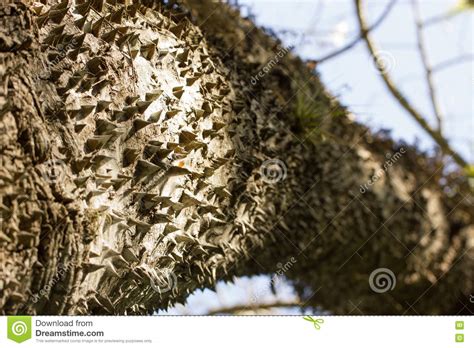 Exotic Thorny Tree Stock Photo Image Of Prickle Botanical 74159280
