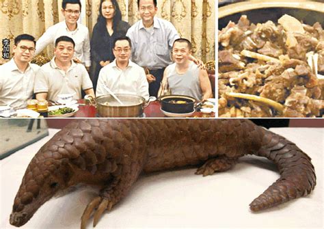 Chinese pangolins are nocturnal mammals mostly distributed in the southern part of the chinese mainland and throughout most of taiwan. Identities of pangolin dinner attendees named, Asia News ...
