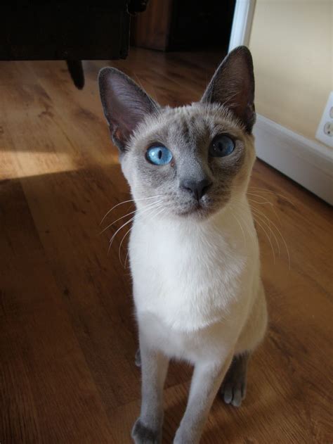 My Beautiful Blue Point Siamese Siamese Cats Blue Point Siamese
