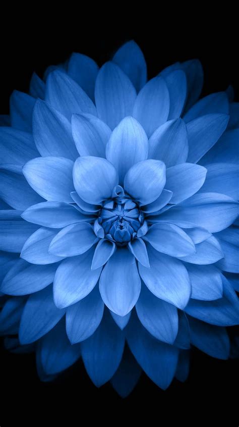 Blue Black Flower Wallpapersc Iphone6s