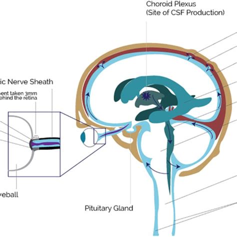 Anatomy Of Csf Flow Relating To Optic Nerve Sheath Based On An Image