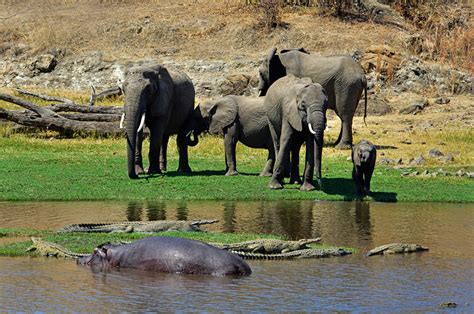 ruaha national park tanzania wildlife safari tanzania national park