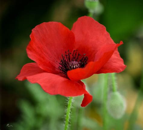 25 Best Ideas About Red Poppies On Pinterest Poppies Poppy Flowers