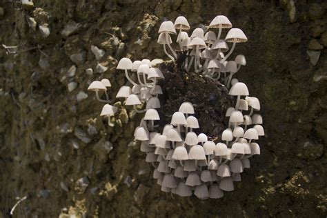 Forest Fungi And Their Implications For A Warming Planet Yale