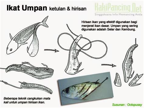 Cara pasang umpan udang hidup dari bagian kepala. Cara Memasang Umpan Hidup Dan Mati Pada Mata Kail | Port ...