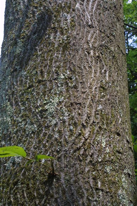 Carya Cordiformis Juglandaceae Bark Of A Large Tree