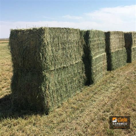 Fresh And Supreme Quality Alfalfa Hay From Pakistan