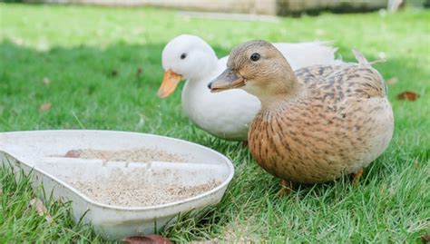 How To Keep Your Ducks Healthy 21 Duck Care Tips To Remember