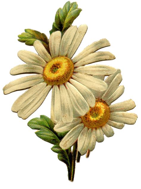 16 Daisy Images Lovely The Graphics Fairy