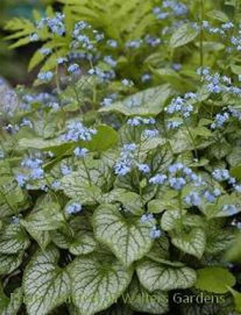 Brunnera M Jack Frost Perennial Plant Sale Shipped From Grower To