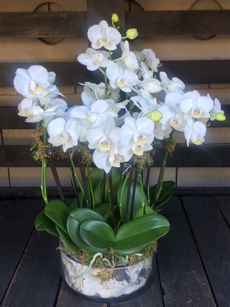 Miniature White Phalaenopsis Orchid Arrangement In Los Angeles Ca