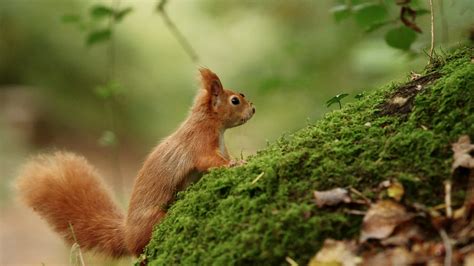 Photography Of Brown Squirrel Hd Wallpaper Wallpaper Flare