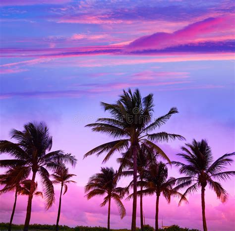 Miami Beach South Beach Sunset Palm Trees Florida Stock Image Image
