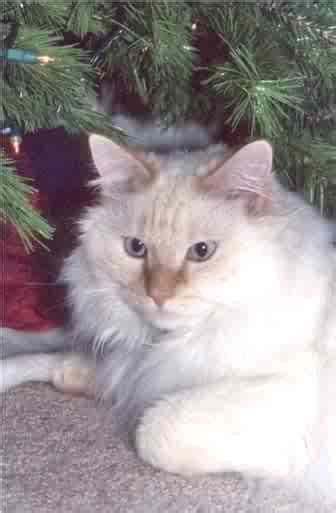 A White Cat Sitting Under A Christmas Tree